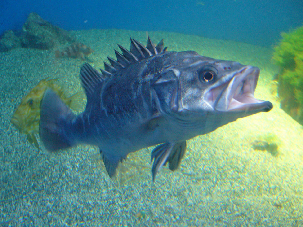 Polyprion americanus (Cernia di fondale)